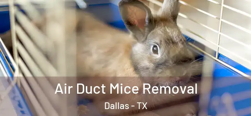  Air Duct Mice Removal Dallas - TX